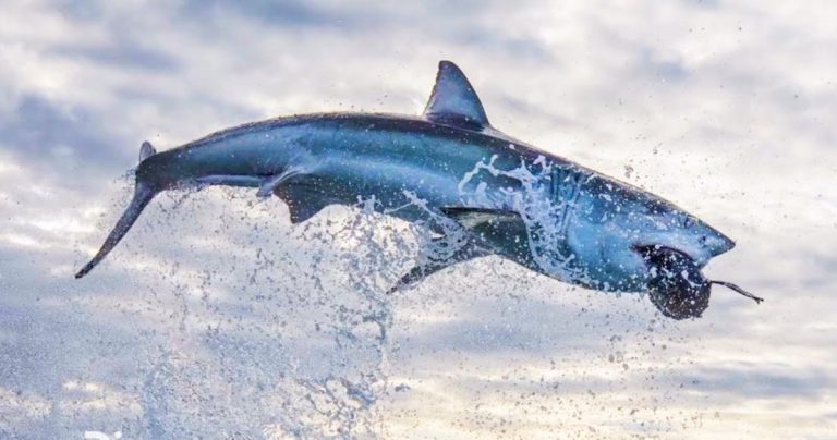 Air Jaws de Shark Week offre une superbe photo blanche record dans Ultimate Breach Off